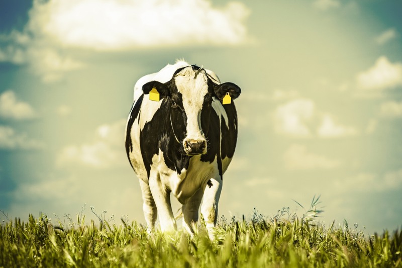 2024 - Podcast_is de bio melkveehouderij een goed alternatief verdienmodel